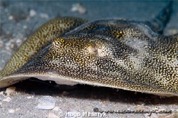 Stingray by Hugo Masaryk 